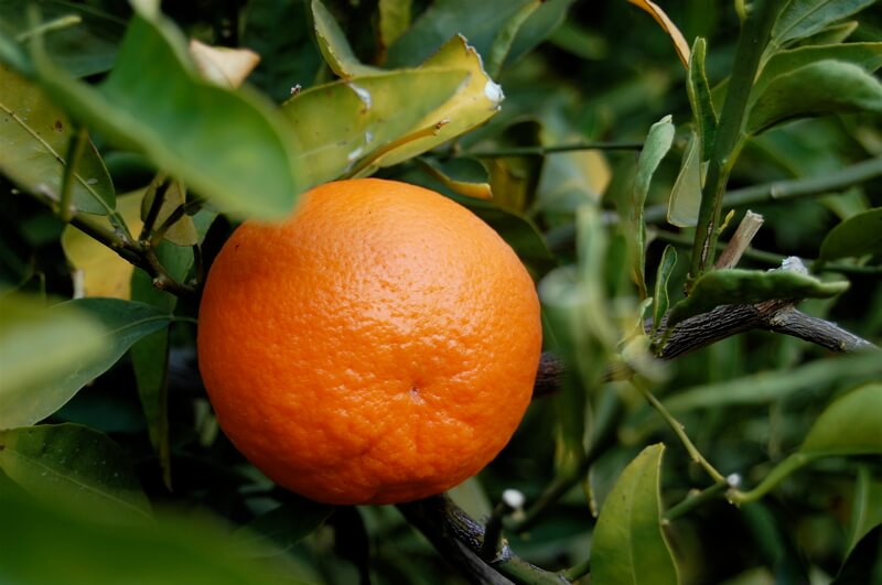 TangerineFruit