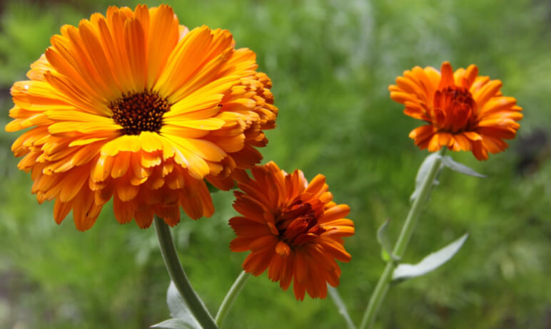 calendula