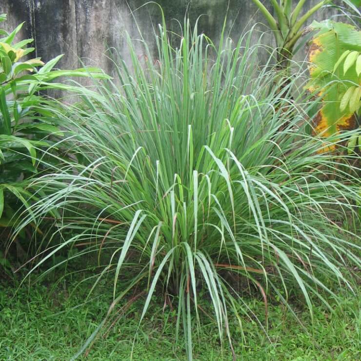 citronella