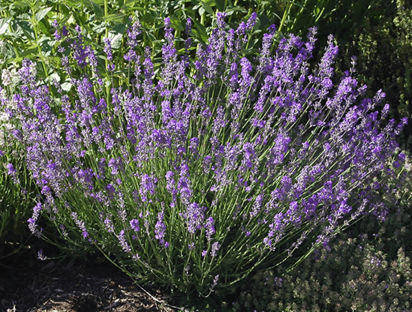 lavandula